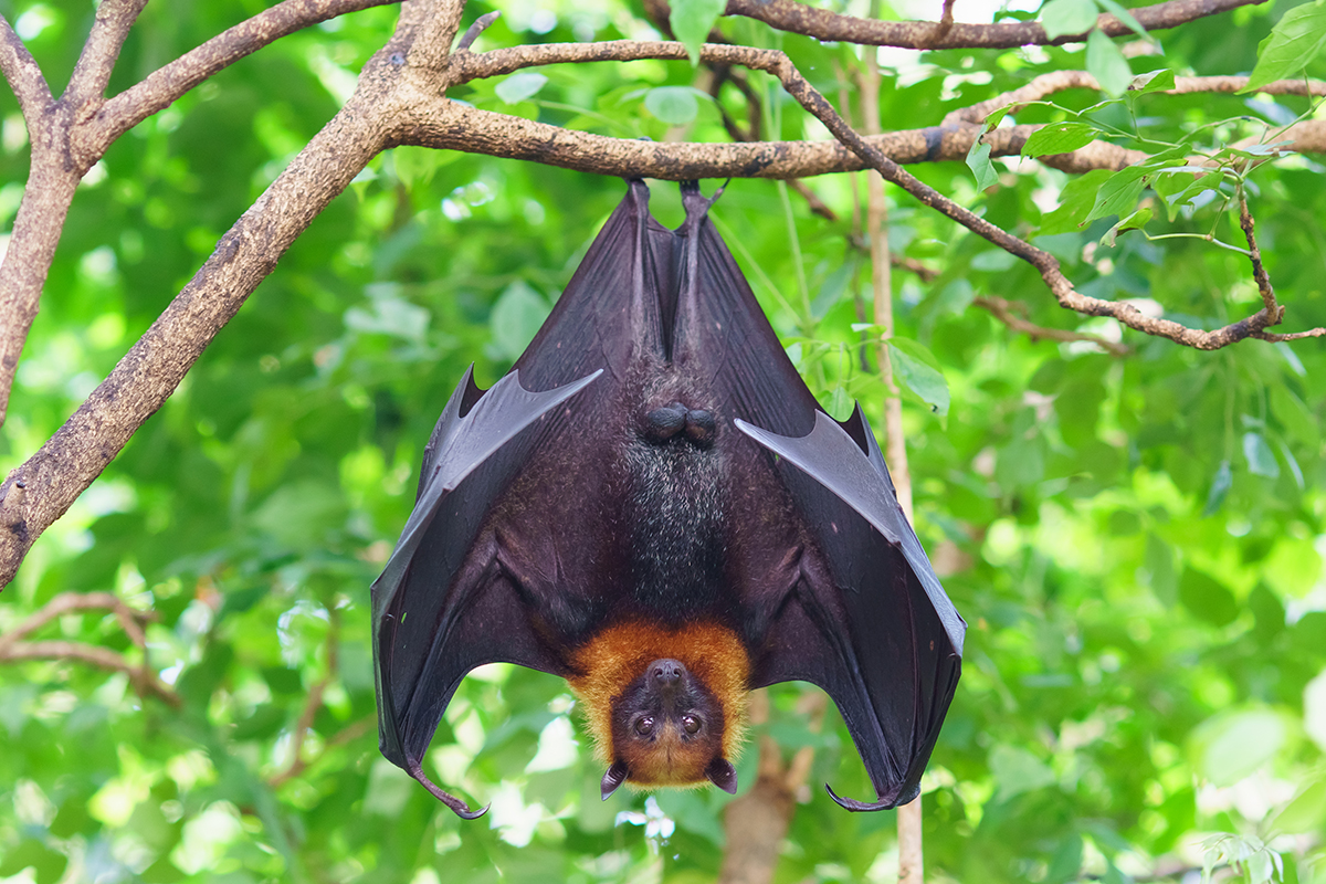 bats-terrestrial-ecology